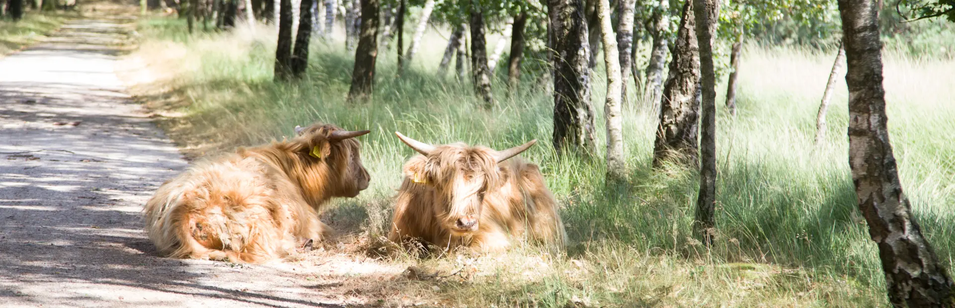 Liggende Schotse Hooglanders