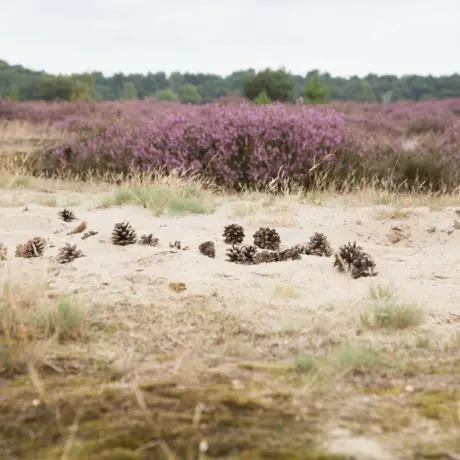 Heide met dennenappels