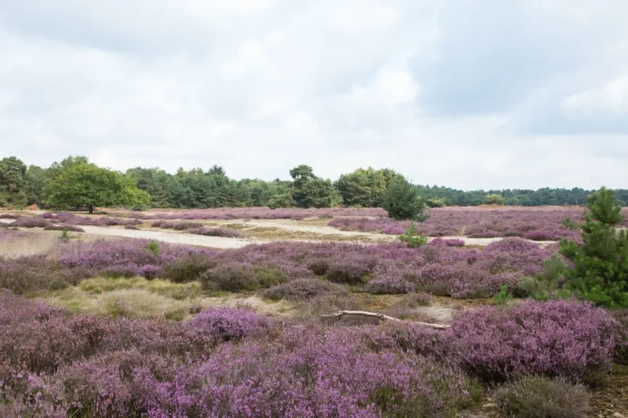 Omgeving_UllingseBergen