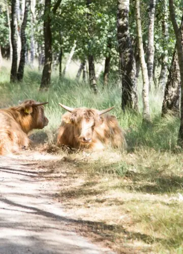 Liggendeschotsehooglanders