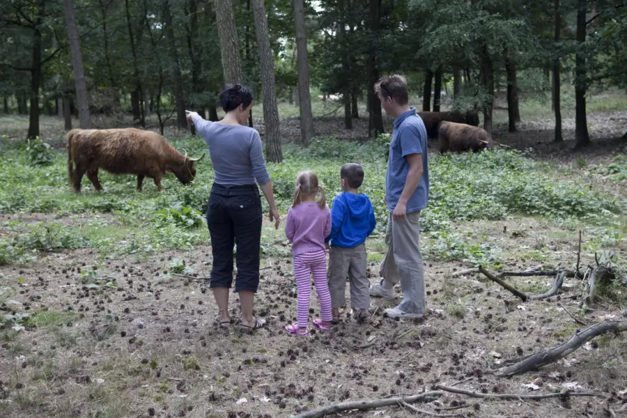 Schotse Hooglanders De Ullingse Bergen