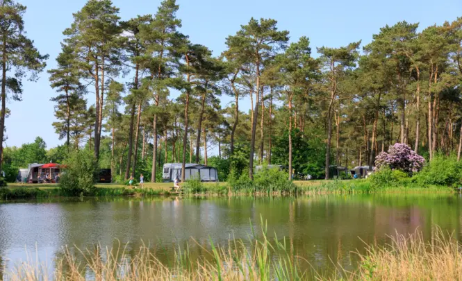 Diana Heide - Drenthe -camping Niederlanden- Natur
