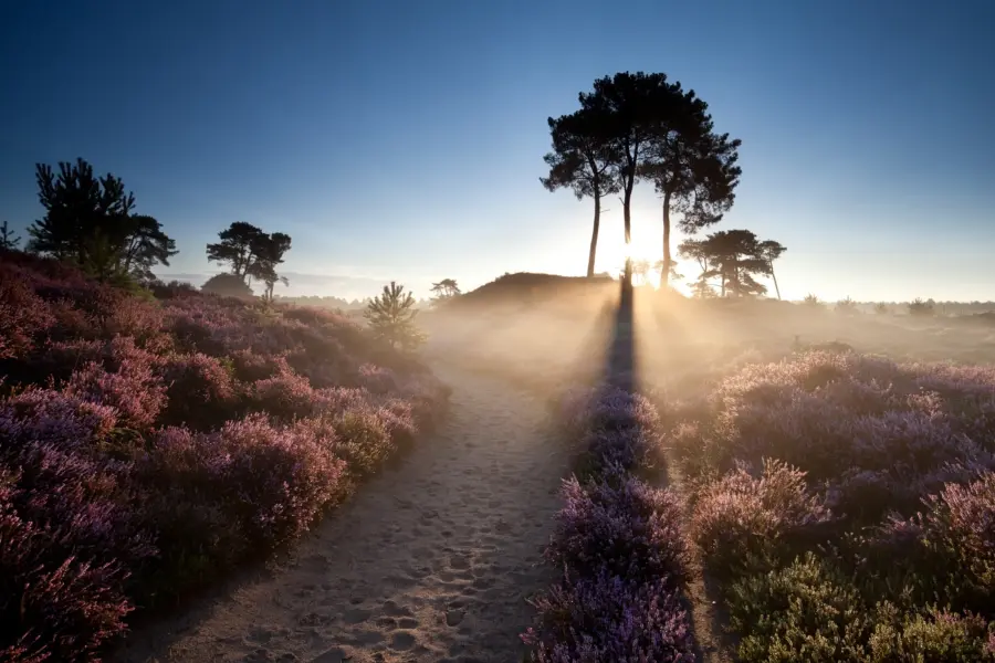 Drents Friese Wold - Foto onder header