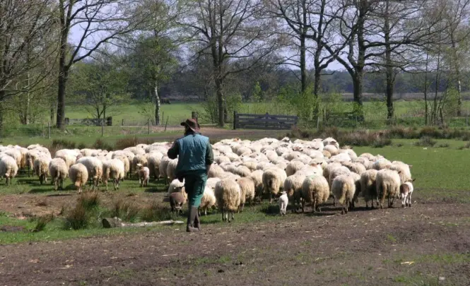 Schaapskudde-Doldersum-2005-HD-1024x652