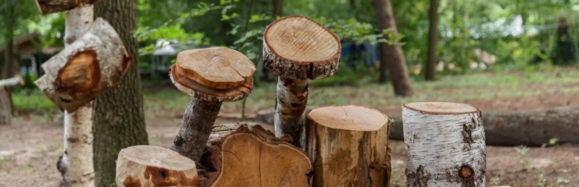 Boomstammen De Haeghehorst