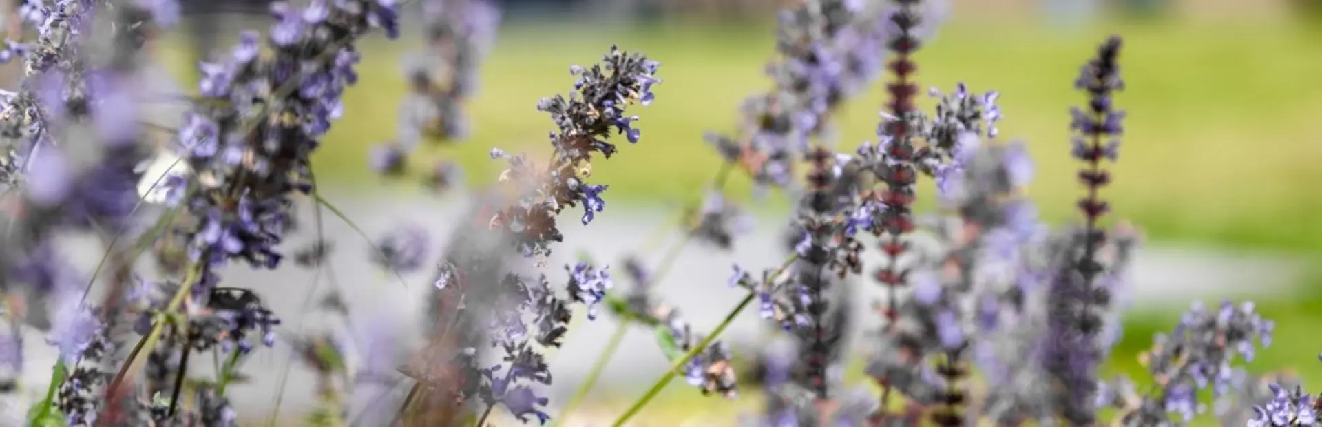 Omgeving De Haeghehorst