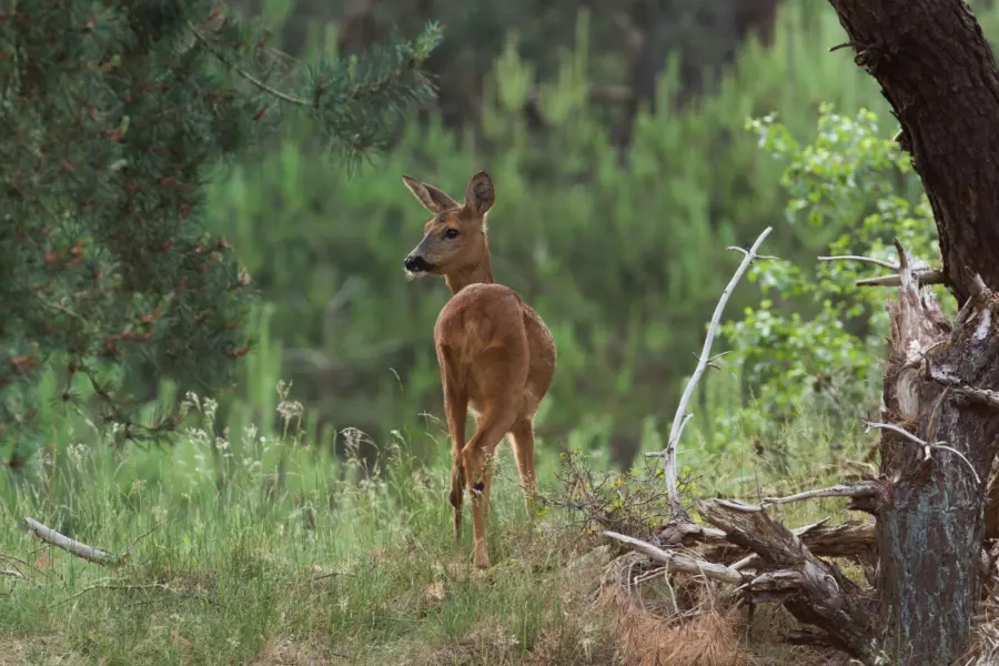 2007 06 01 Reegeit 003_