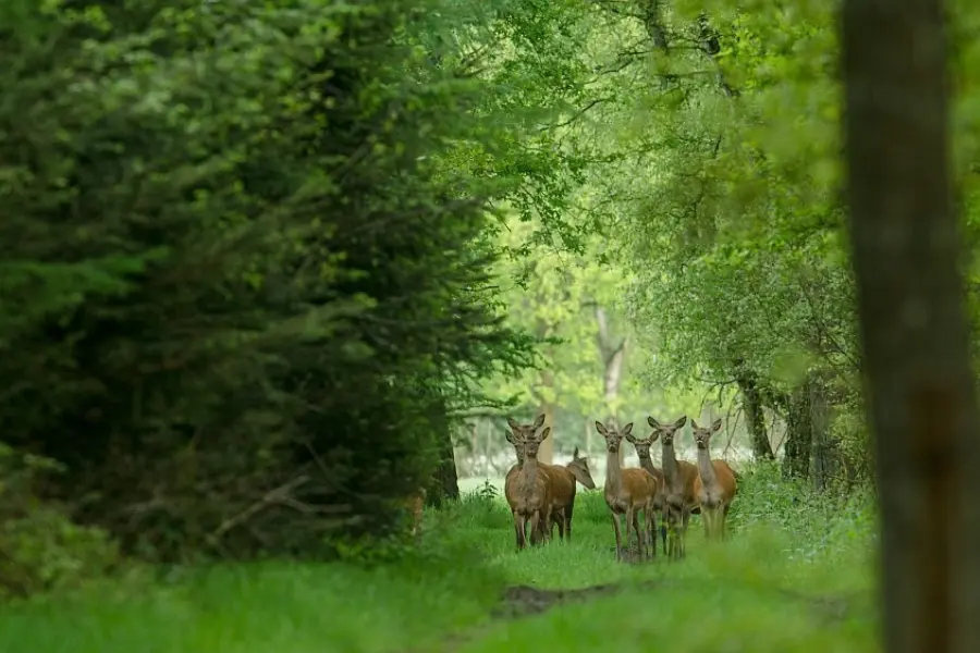 hinde in voorjaarsbos - klein