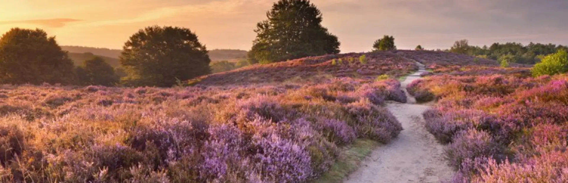 Veluwe