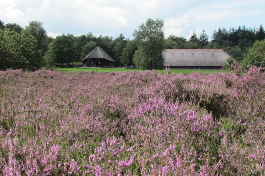Schaapskooi verte en hei in bloei