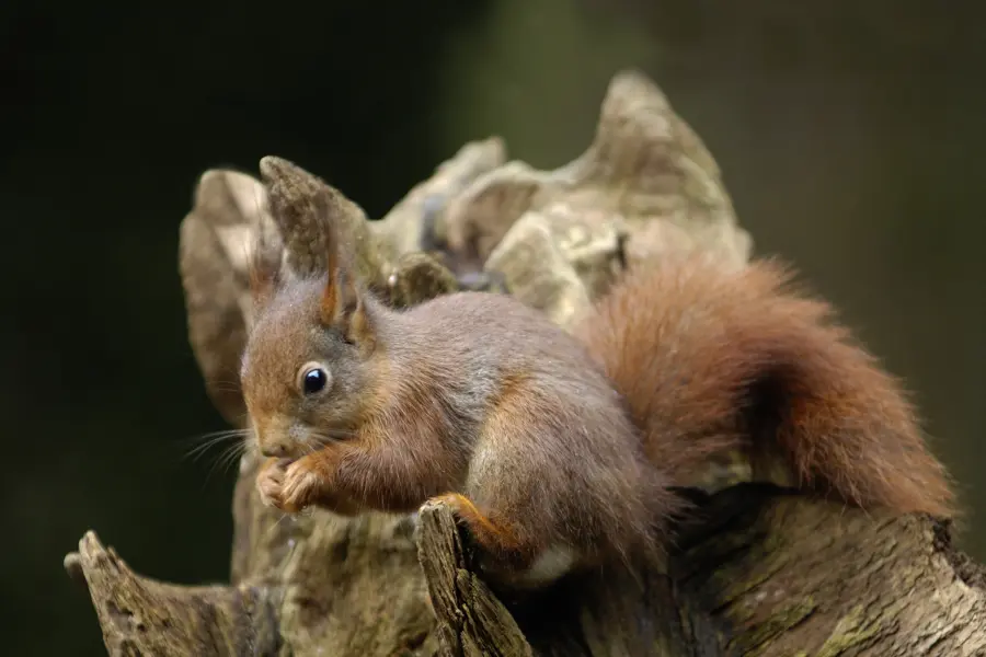 Eekhoorn leaflet 2010