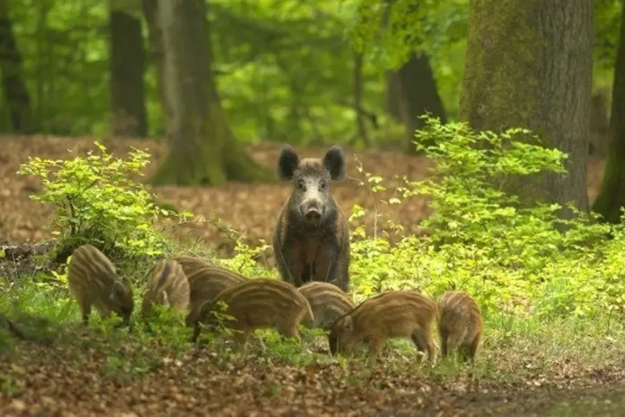 Nationaal Park De Hoge Veluwe