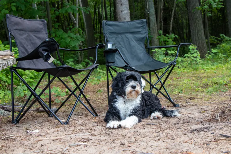Camping limburg met honden