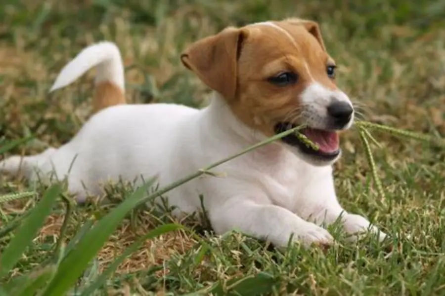 Camping limburg met hond