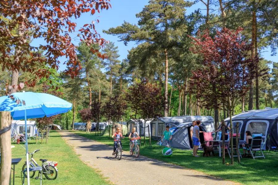 Kamperen in Limburg Camping Heldense Bossen