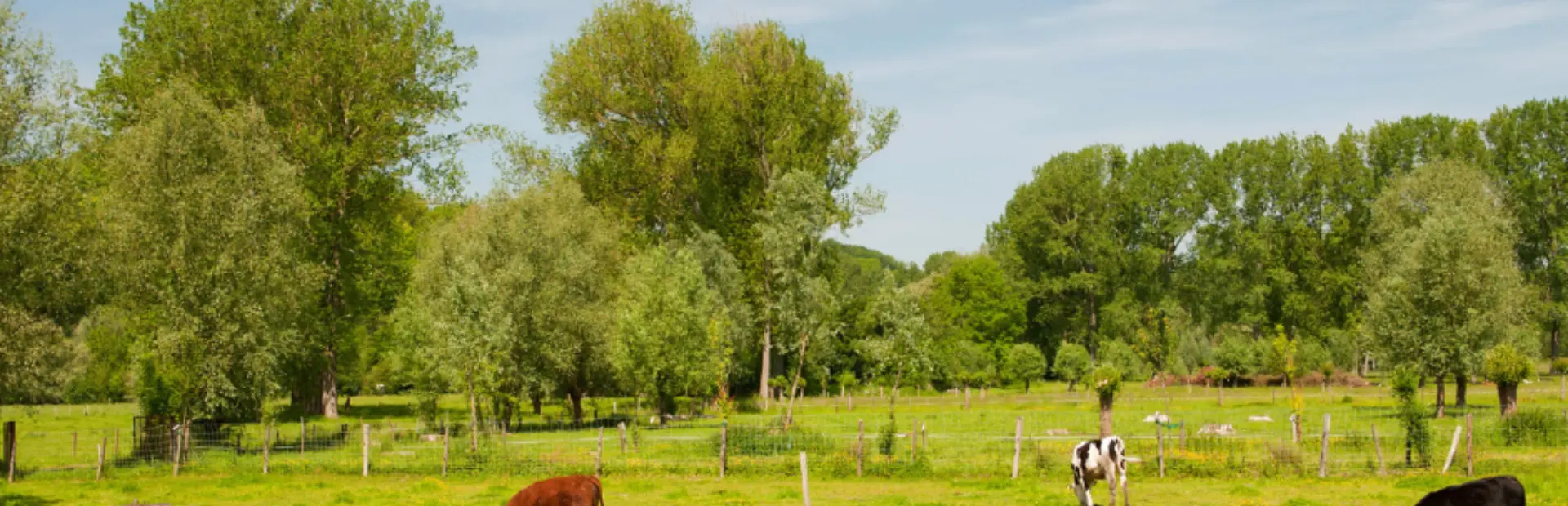 Limburg
