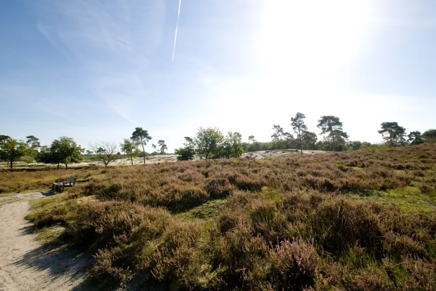 Maasduinen