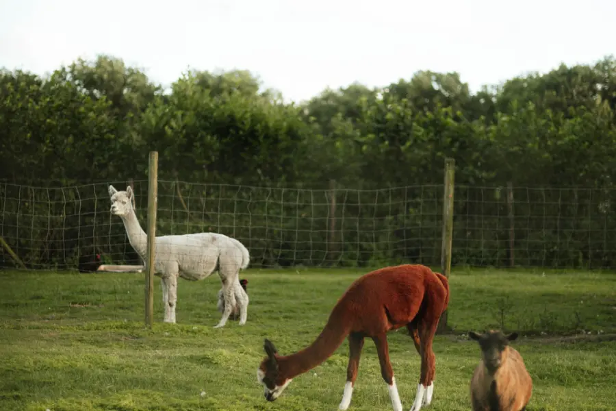 Holterberg Dierenparkje Alpaca