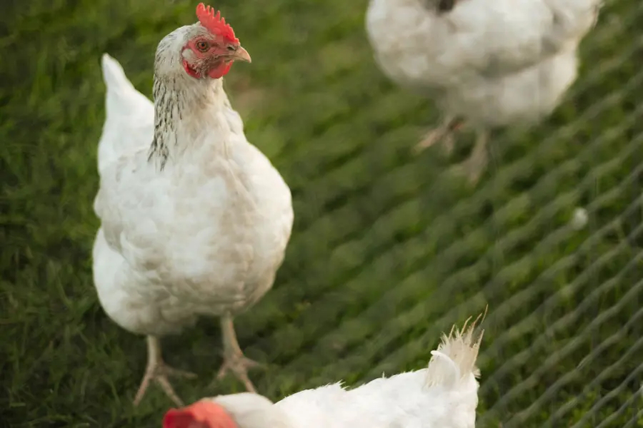 Holterberg Dierenparkje Kippen