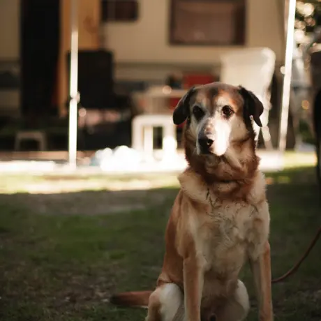 Holterberg Hond voortent