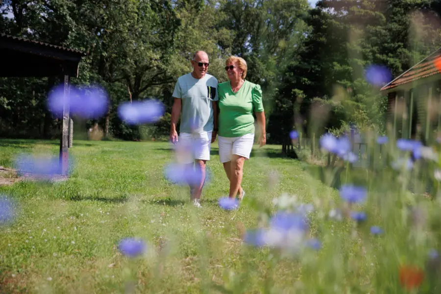 Holterberg wandelen korenbloemen close