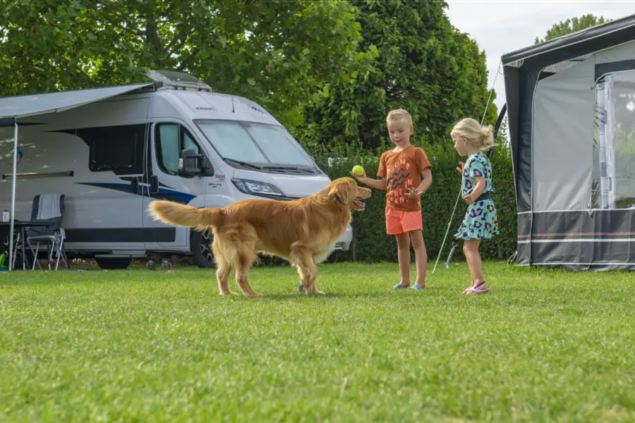 met hond comfortplaatsen weitje