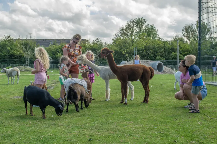 Geitjes en alpacas voeren in de kinderboerderij