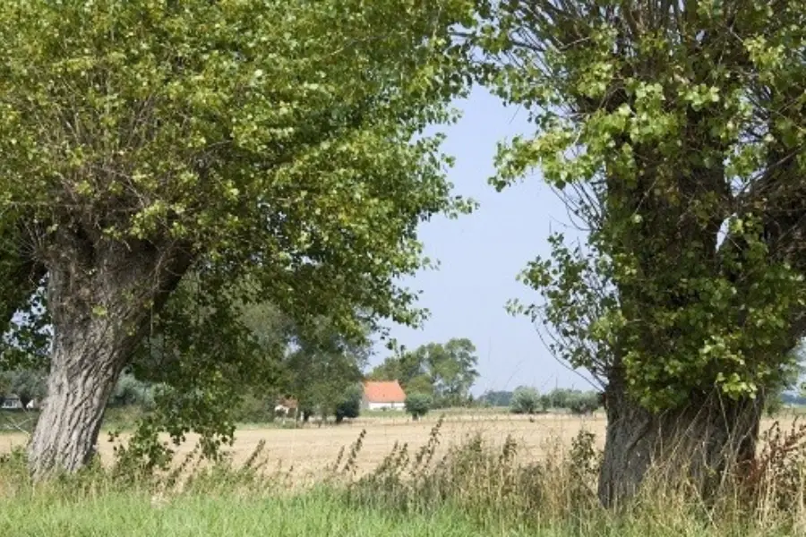Typisch Zeeuws Vlaams