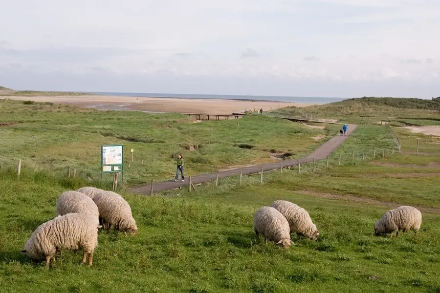 Schapen aan de dijk