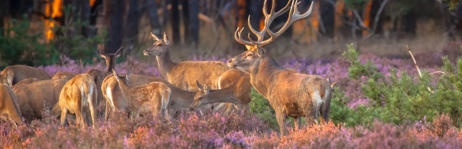 Depositphotos 64796631 xl 2015