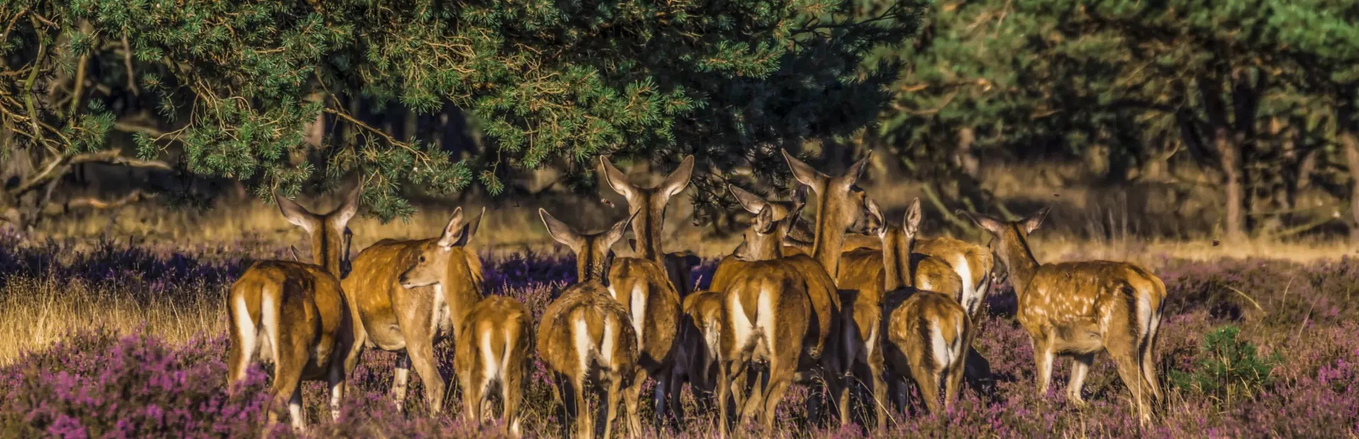 Jlsonya7710 september 20159251 bewerktjla77