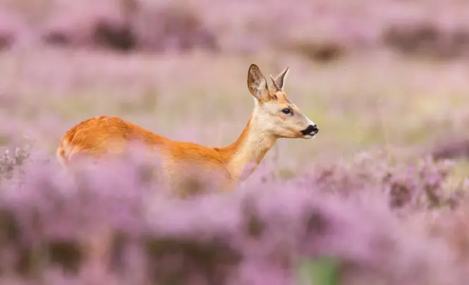 Ree depositphotos 130918832 xl 2015