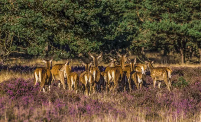 Jlsonya7710 september 20159251 bewerktjla77