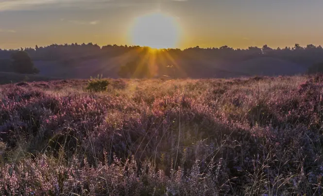 Posbank in bloei banner