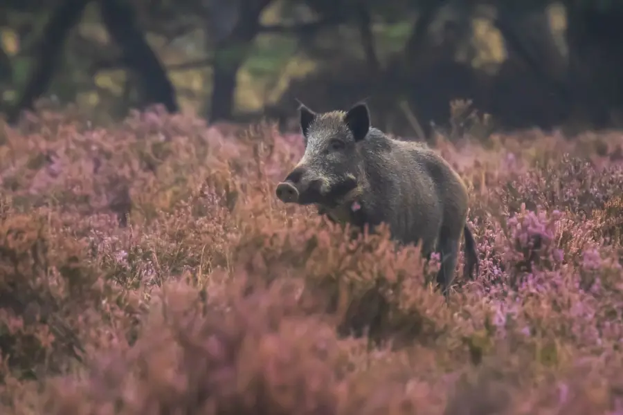 Wild zwijn depositphotos 301629828 xl 2015