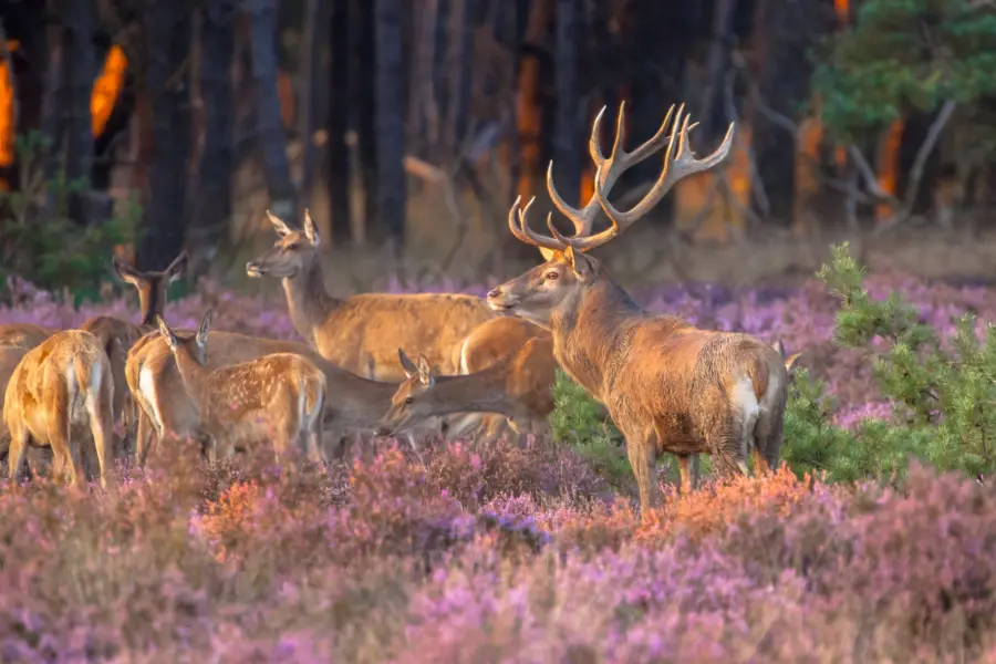 Groep herten Veluwe