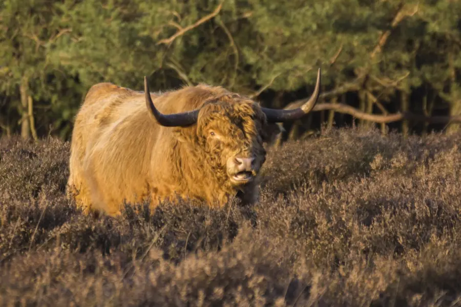 Jlsonya7723 december 20152869jla77