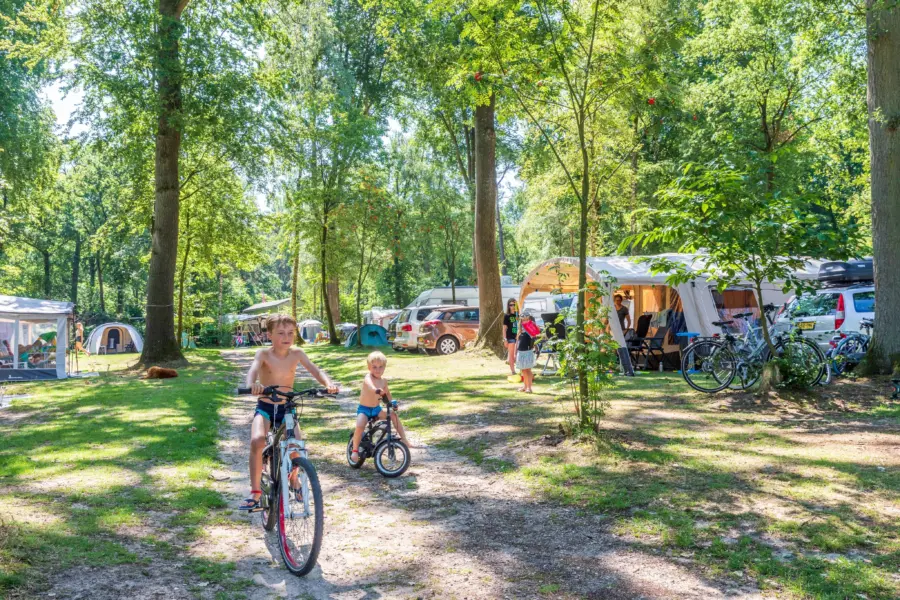 Camping Veluwe met hond kamperen