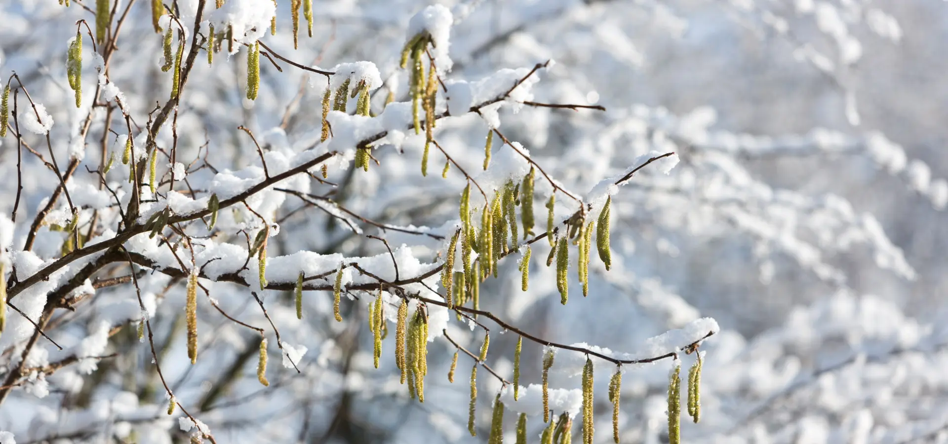 Winter sfeer vakantiepark Kaps Tubbergen Twente vakantiehuizen