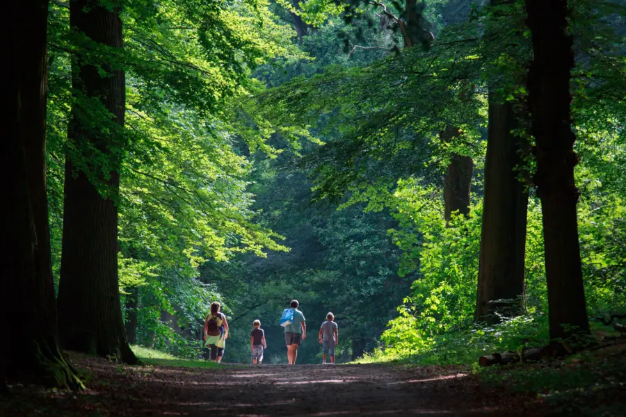 Wandelroutes door het bos