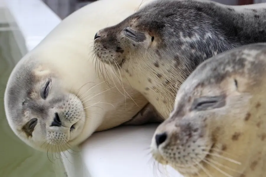 zeehondenopvang (1)
