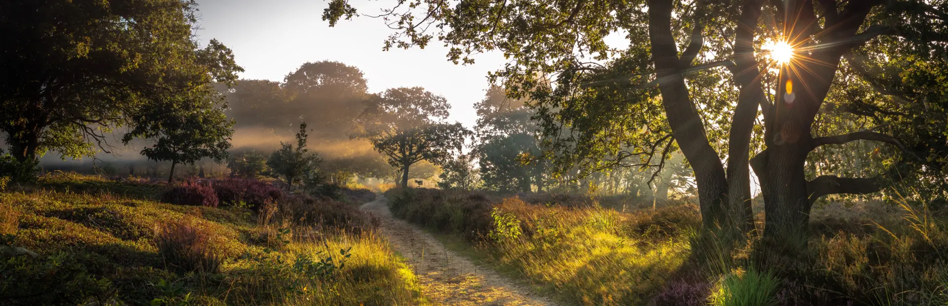 Sallandse Heuvelrug gekochte foto