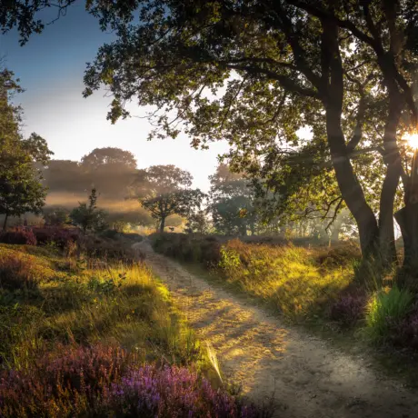 Sallandse Heuvelrug gekochte foto