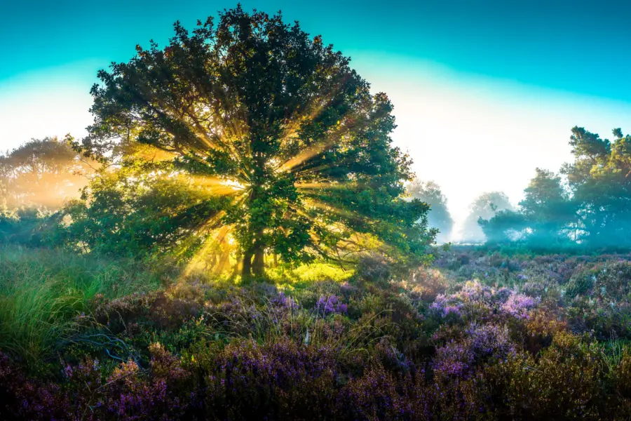 Sallandse heuvelrug gek. foto 2