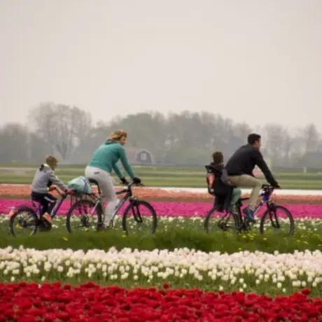 Gezin op de fiets bij de bollen