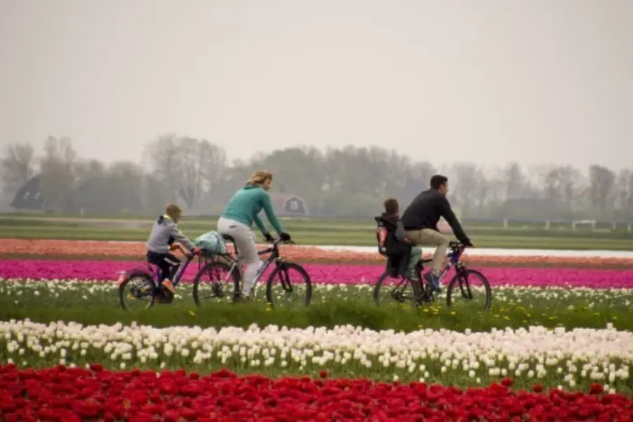 Gezin op de fiets bij de bollen