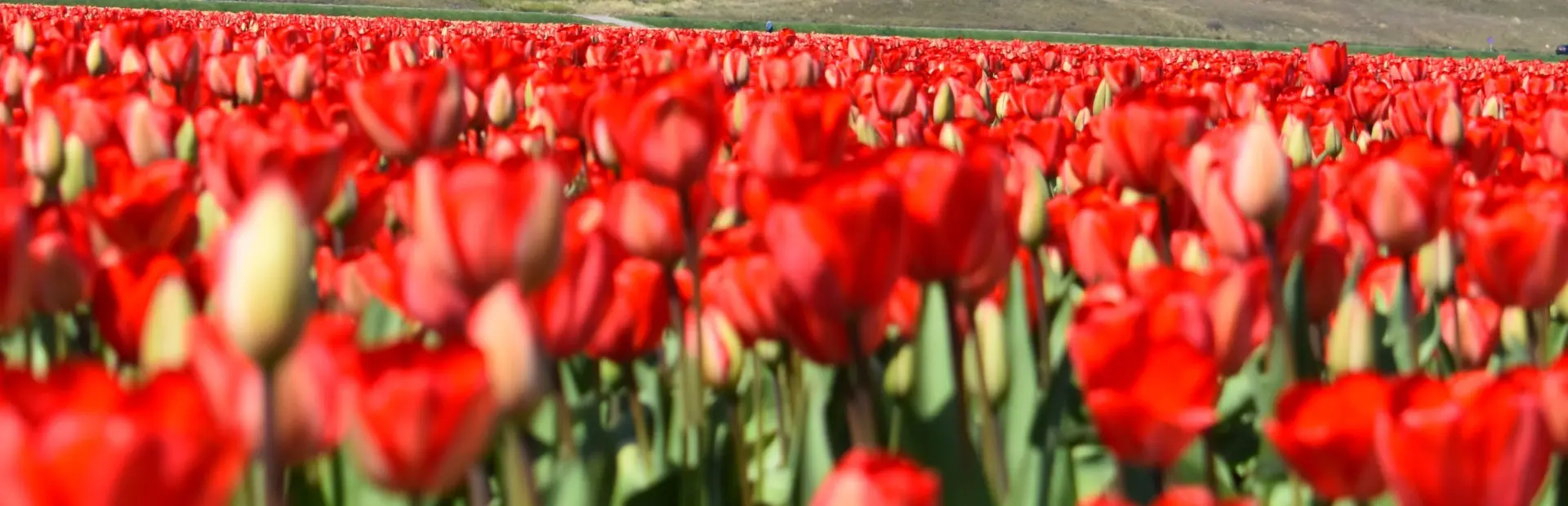 Tulpen en duinen