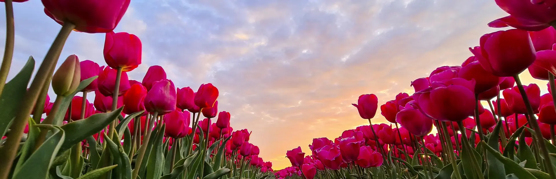 tulpen en mooie lucht
