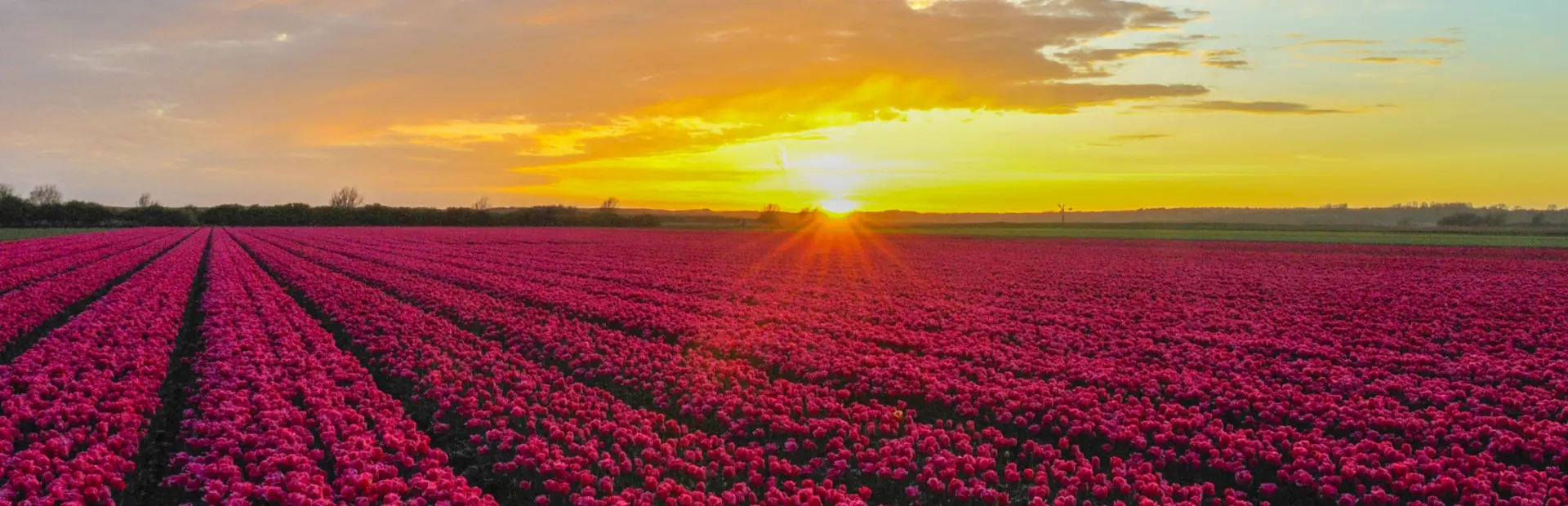 Tulpen en ondergaande zon