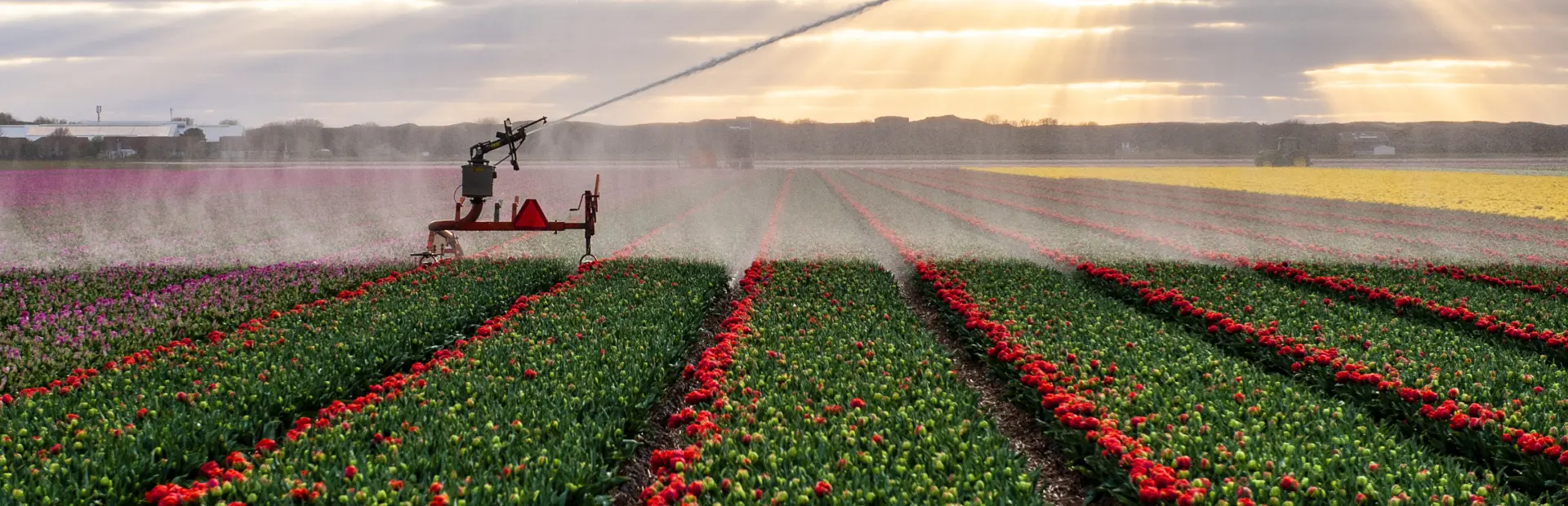 Start bloeien tulpen met sproeier